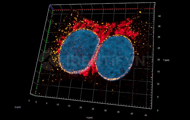Mouse IgG, (H+L) SRM Secondary Antibody in Immunocytochemistry (ICC/IF)
