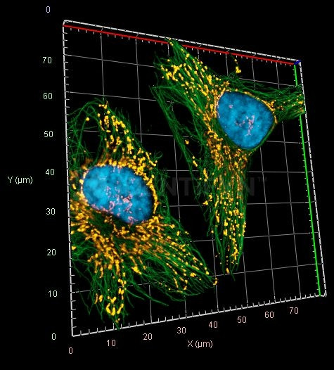 Rabbit IgG, (H+L) SRM Secondary Antibody in Immunocytochemistry (ICC/IF)