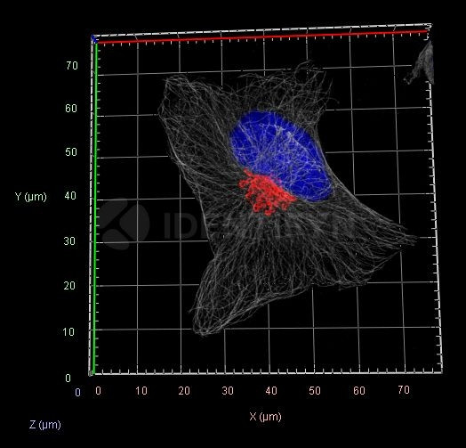 Rabbit IgG, (H+L) SRM Secondary Antibody in Immunocytochemistry (ICC/IF)
