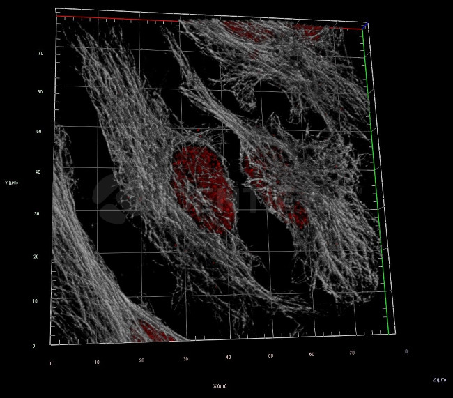 Human IgG, (H+L) SRM Secondary Antibody in Immunocytochemistry (ICC/IF)