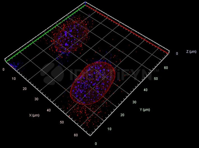 Mouse, IgG (H+L) SRM Secondary Antibody in Immunocytochemistry (ICC/IF)