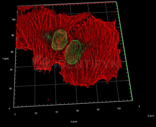 Rabbit IgG, (H+L) SRM Secondary Antibody in Immunocytochemistry (ICC/IF)