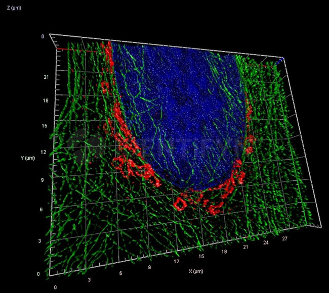 Rabbit IgG, (H+L) SRM Secondary Antibody in Immunocytochemistry (ICC/IF)