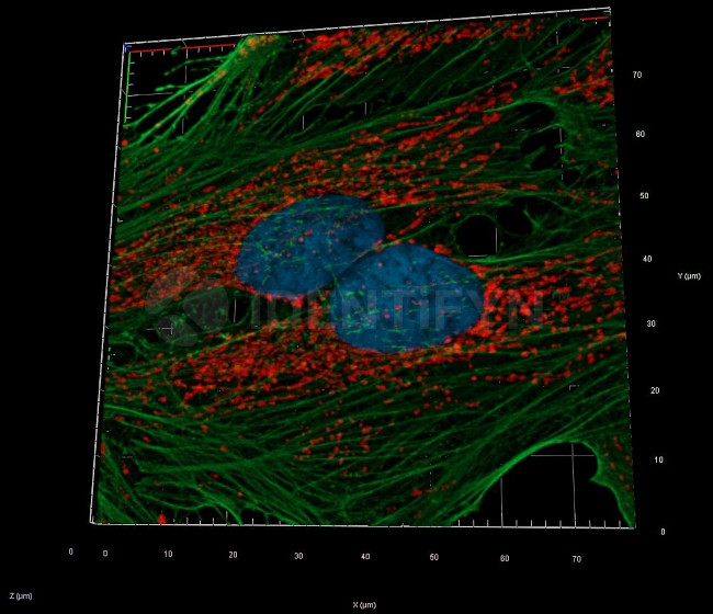 Mouse IgG, (H+L) SRM Secondary Antibody in Immunocytochemistry (ICC/IF)