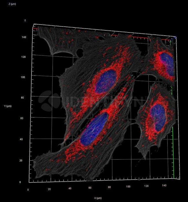 Rabbit IgG, (H+L) SRM Secondary Antibody in Immunocytochemistry (ICC/IF)