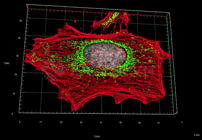 Rabbit IgG, (H+L) SRM Secondary Antibody in Immunocytochemistry (ICC/IF)
