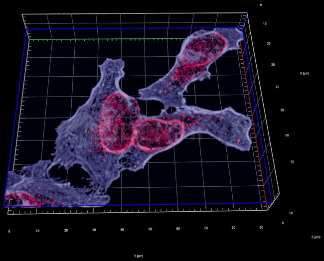 Mouse, IgG (H+L) SRM Secondary Antibody in Immunocytochemistry (ICC/IF)