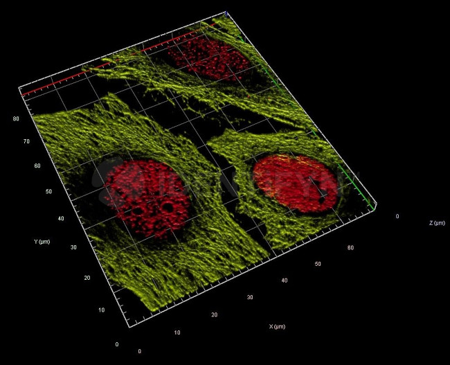 Human, IgG (H+L) SRM Secondary Antibody in Immunocytochemistry (ICC/IF)