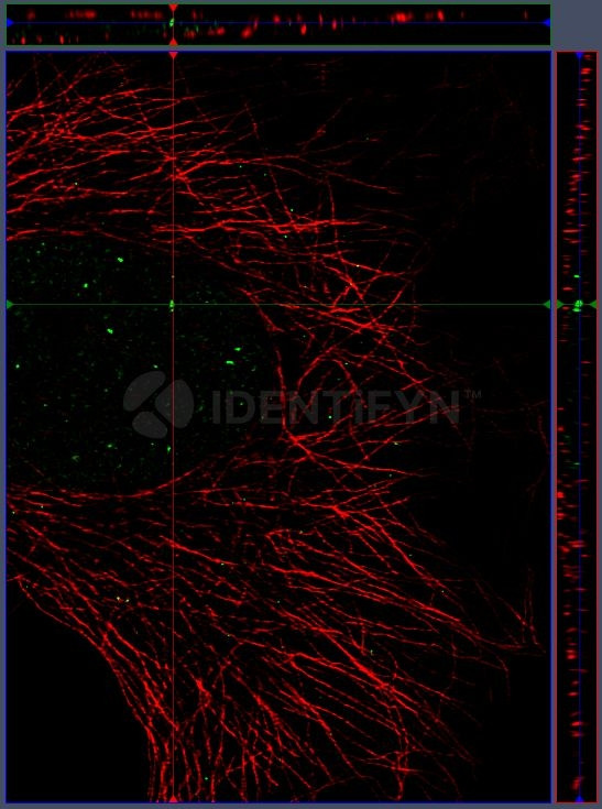 Mouse IgG, (H+L) SRM Secondary Antibody in Immunocytochemistry (ICC/IF)