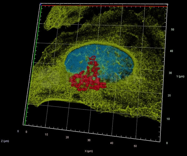 Rabbit IgG, (H+L) SRM Secondary Antibody in Immunocytochemistry (ICC/IF)