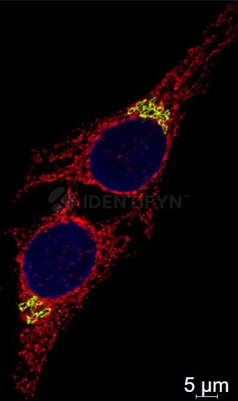 Mouse IgG, (H+L) SRM Secondary Antibody in Immunocytochemistry (ICC/IF)