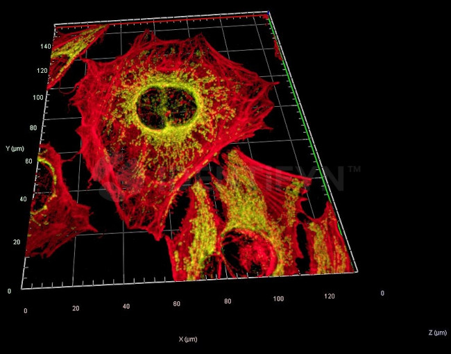 Rabbit IgG, (H+L) SRM Secondary Antibody in Immunocytochemistry (ICC/IF)