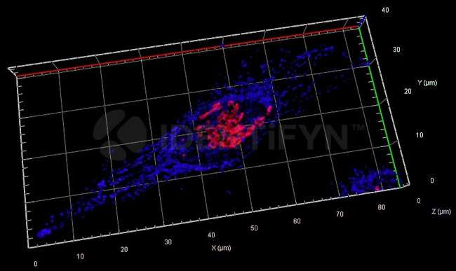 Rabbit IgG, (H+L) SRM Secondary Antibody in Immunocytochemistry (ICC/IF)