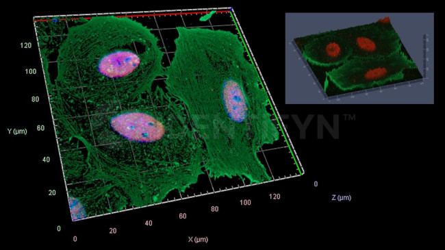 Human IgG, (H+L) SRM Secondary Antibody in Immunocytochemistry (ICC/IF)