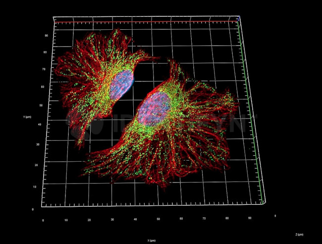 Mouse, IgG (H+L) SRM Secondary Antibody in Immunocytochemistry (ICC/IF)