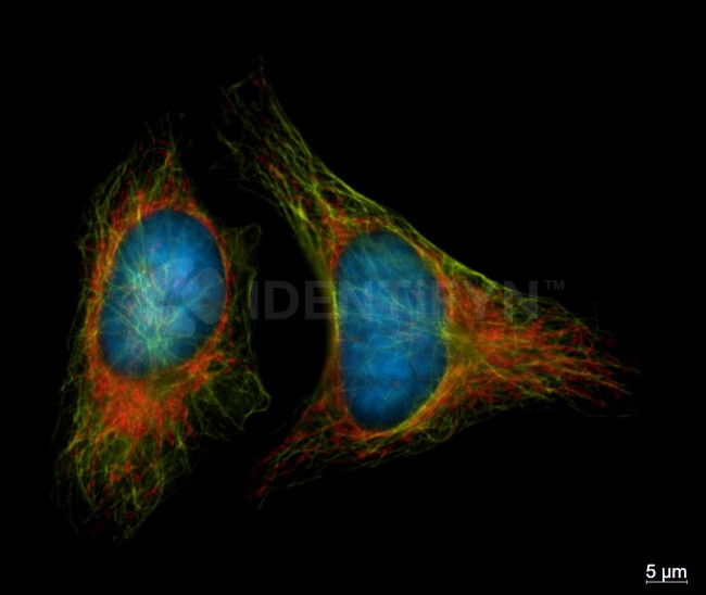 Rabbit IgG, (H+L) SRM Secondary Antibody in Immunocytochemistry (ICC/IF)