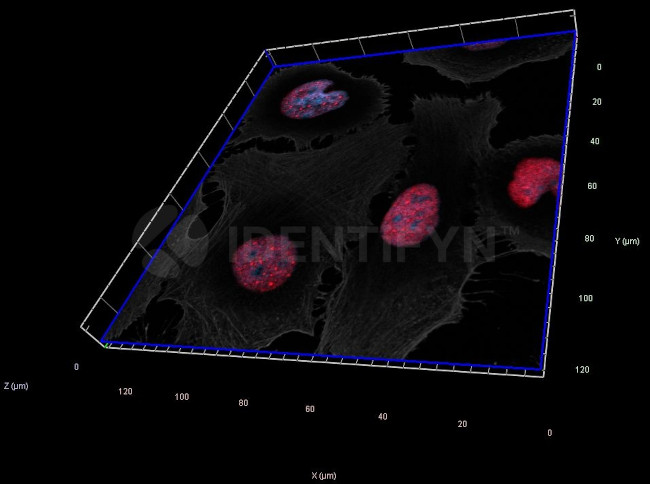 Human, IgG (H+L) SRM Secondary Antibody in Immunocytochemistry (ICC/IF)