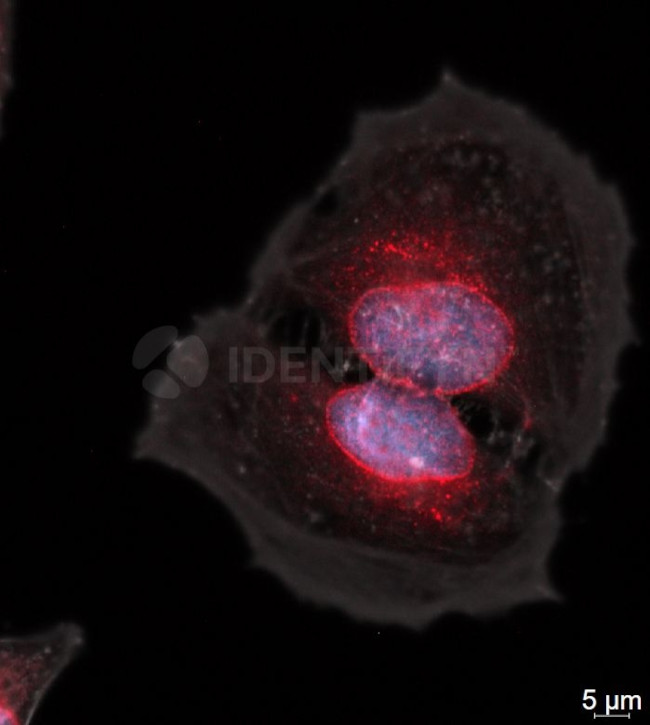 Mouse IgG, (H+L) SRM Secondary Antibody in Immunocytochemistry (ICC/IF)