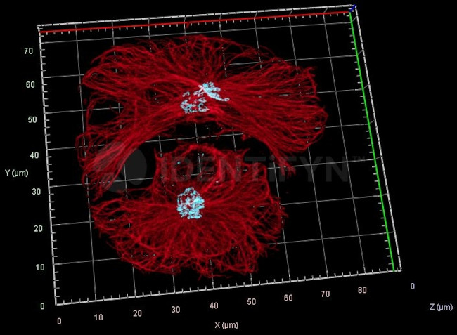Mouse IgG, (H+L) SRM Secondary Antibody in Immunocytochemistry (ICC/IF)