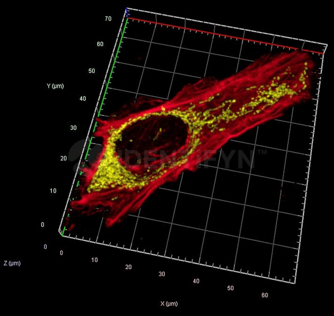 Rabbit IgG, (H+L) SRM Secondary Antibody in Immunocytochemistry (ICC/IF)