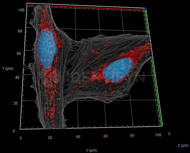 Mouse IgG, (H+L) SRM Secondary Antibody in Immunocytochemistry (ICC/IF)