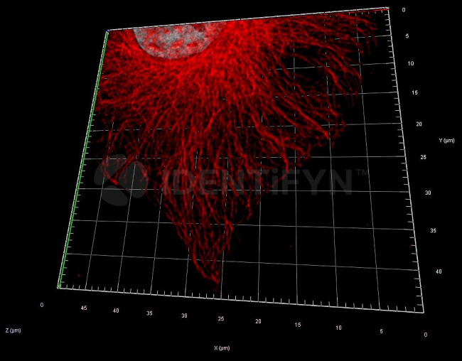 Mouse, IgG (H+L), (Subclasses 1+2a+2b+3), Fcy Fragment Specific SRM Secondary Antibody in Immunocytochemistry (ICC/IF)