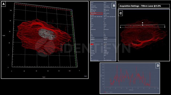 Rabbit IgG, (H+L) SRM Secondary Antibody in Immunocytochemistry (ICC/IF)