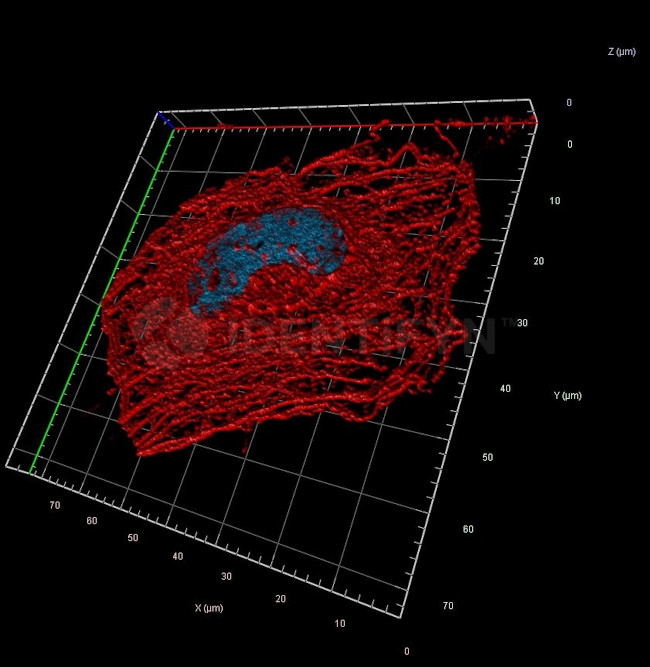 Rabbit IgG, (H+L) SRM Secondary Antibody in Immunocytochemistry (ICC/IF)