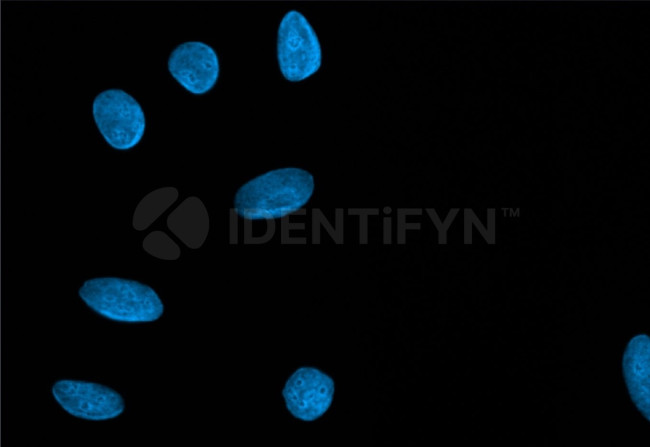 Human, IgG (H+L) SRM Secondary Antibody in Immunocytochemistry (ICC/IF)