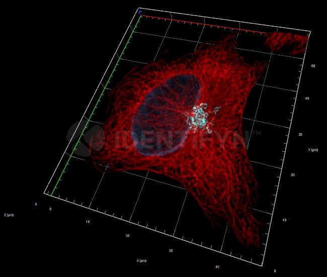 Mouse IgG, (H+L) SRM Secondary Antibody in Immunocytochemistry (ICC/IF)