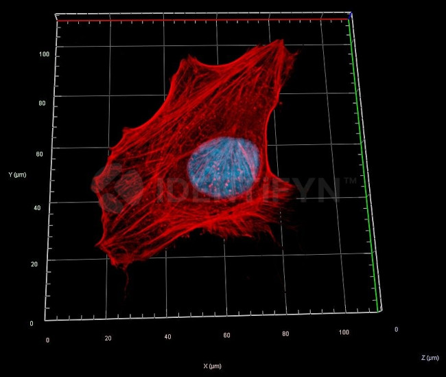 Rabbit IgG, (H+L) SRM Secondary Antibody in Immunocytochemistry (ICC/IF)