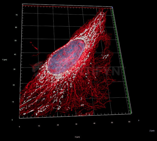 Mouse IgG, (H+L) SRM Secondary Antibody in Immunocytochemistry (ICC/IF)