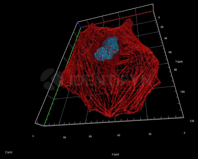 Rabbit IgG, (H+L) SRM Secondary Antibody in Immunocytochemistry (ICC/IF)