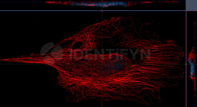 Mouse IgG, (H+L) SRM Secondary Antibody in Immunocytochemistry (ICC/IF)