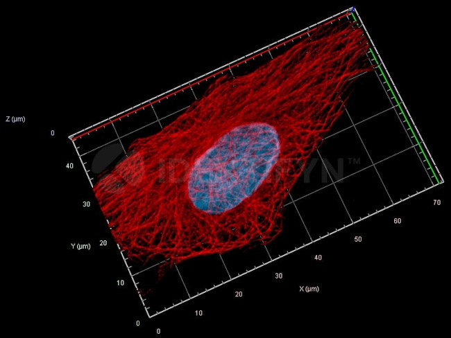 Rat IgG, (H+L) SRM Secondary Antibody in Immunocytochemistry (ICC/IF)