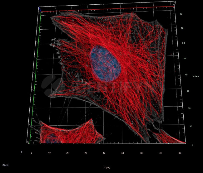Rat IgG, (H+L) SRM Secondary Antibody in Immunocytochemistry (ICC/IF)