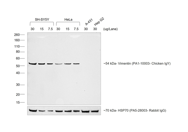 Chicken IgY (H+L) Secondary Antibody in Western Blot (WB)
