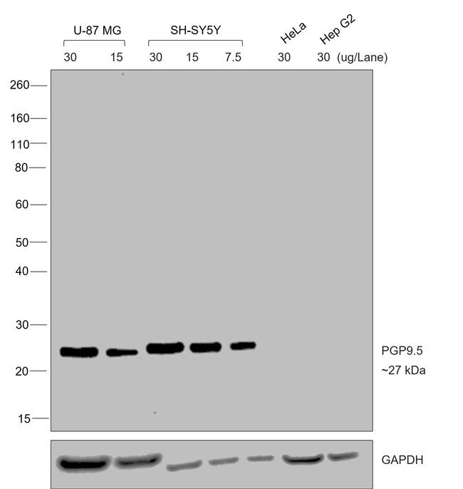 Mouse IgG (H+L) Secondary Antibody in Western Blot (WB)