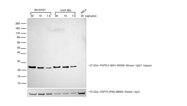 Mouse IgG (H+L) Secondary Antibody in Western Blot (WB)