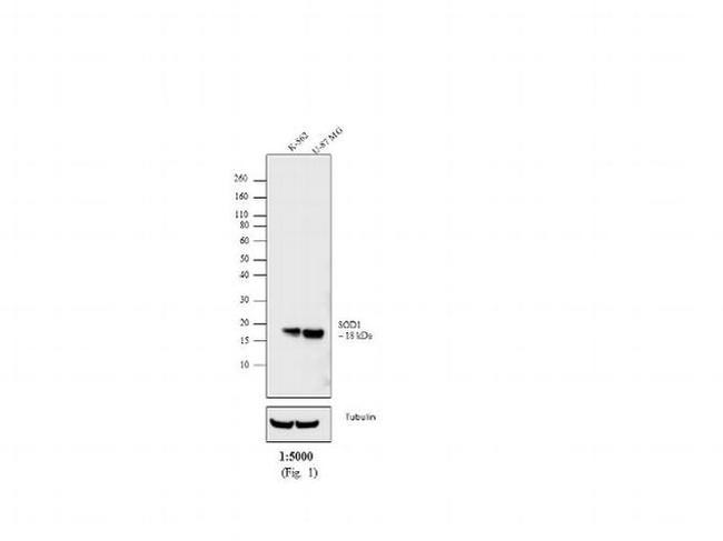 Mouse IgG Fab Secondary Antibody in Western Blot (WB)