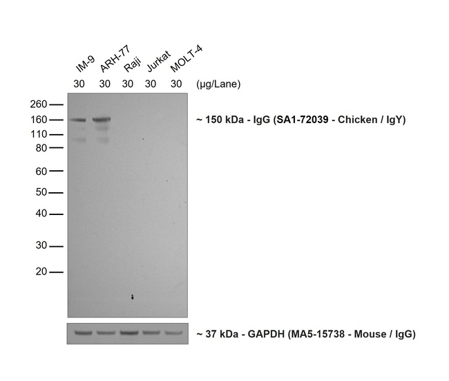 Human IgG (H+L) Secondary Antibody in Western Blot (WB)