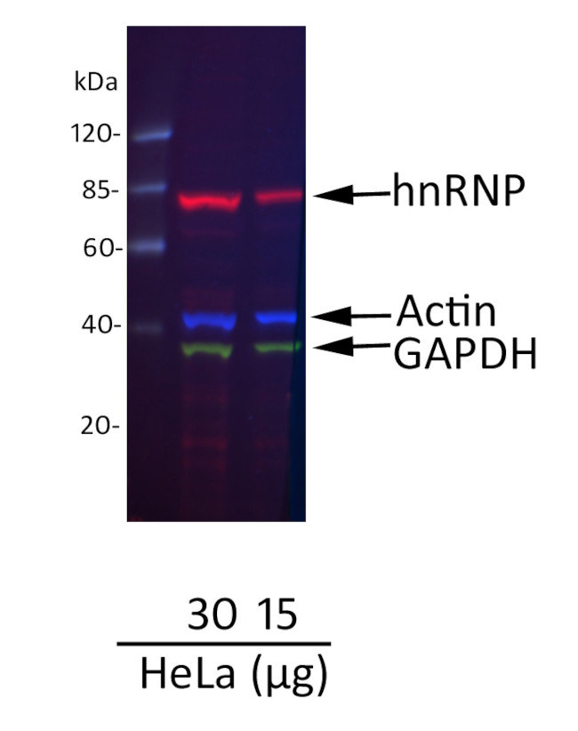 Goat IgG (H+L) Cross-Adsorbed Secondary Antibody in Western Blot (WB)
