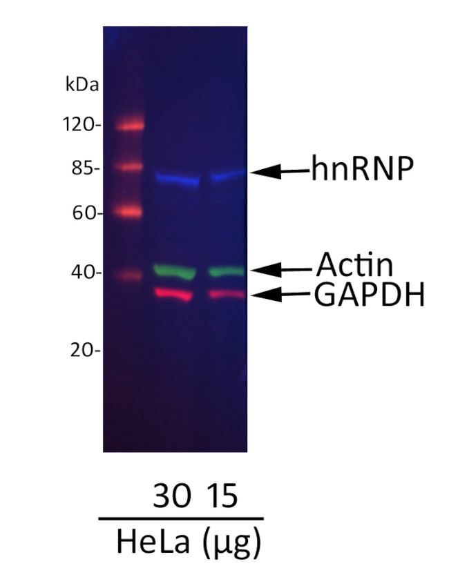 Goat IgG (H+L) Cross-Adsorbed Secondary Antibody in Western Blot (WB)