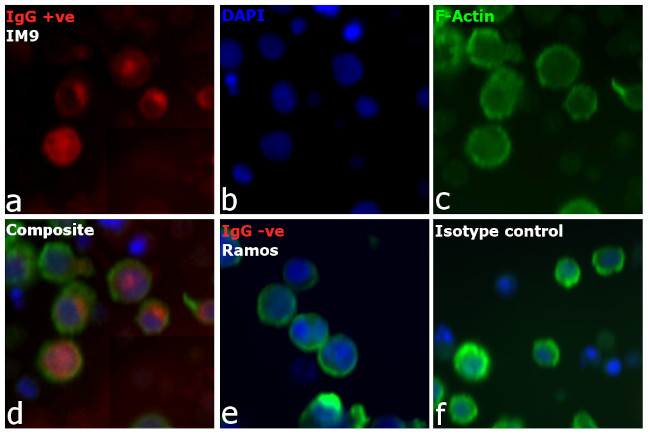 Human IgG (H+L) Cross-Adsorbed Secondary Antibody in Immunocytochemistry (ICC/IF)
