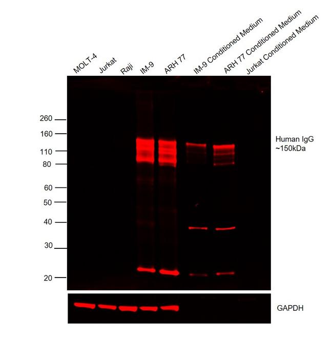 Human IgG (H+L) Cross-Adsorbed Secondary Antibody in Western Blot (WB)