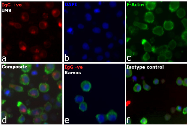 Human IgG (H+L) Cross-Adsorbed Secondary Antibody in Immunocytochemistry (ICC/IF)