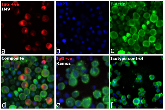 Human IgG Fc Cross-Adsorbed Secondary Antibody in Immunocytochemistry (ICC/IF)
