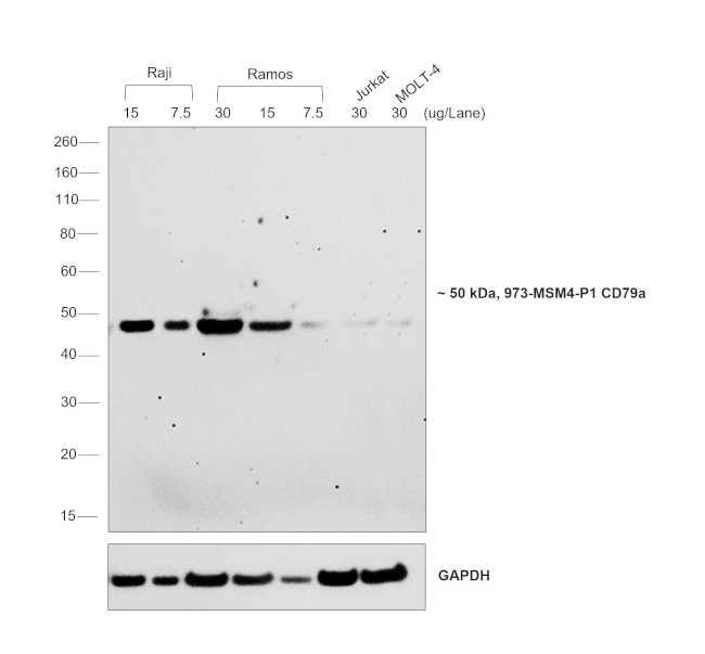 Mouse Kappa Light Chain Secondary Antibody in Western Blot (WB)