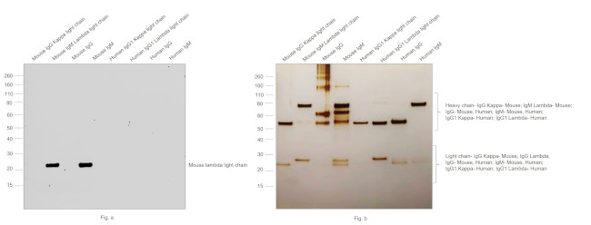 Mouse Lambda Light Chain Secondary Antibody in Western Blot (WB)