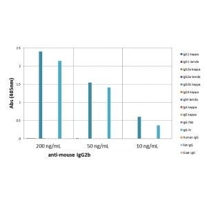 Mouse IgG2b Secondary Antibody in ELISA (ELISA)